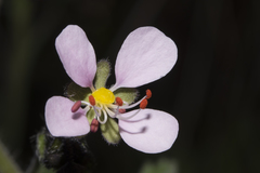 Diplopeltis huegelii