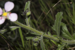 Diplopeltis huegelii