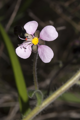 Diplopeltis huegelii