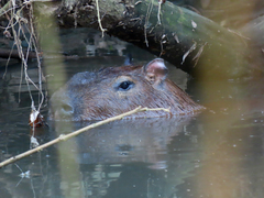 Hydrochoerus hydrochaeris