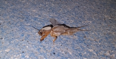 Neocurtilla