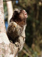 Callithrix jacchus × penicillata