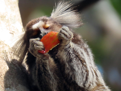 Callithrix jacchus × penicillata