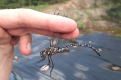 Aeshna interrupta interrupta