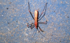 Saicinae
