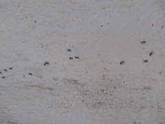 Technomyrmex jocosus