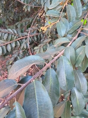 Mabea fistulifera