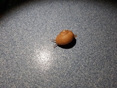 Zachrysia provisoria