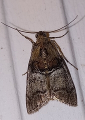 Pococera maritimalis