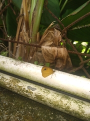 Ypthima sesara