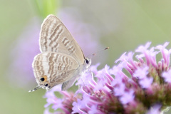 Lampides boeticus