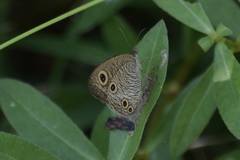 Ypthima multistriata
