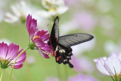 Pachliopta aristolochiae