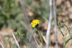 Chaenactis glabriuscula megacephala