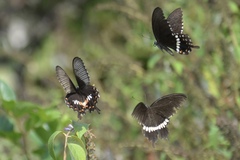 Papilio polytes