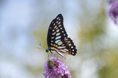 Graphium chironides