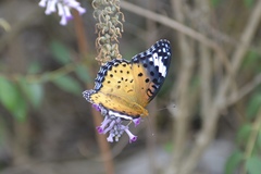 Argynnis hyperbius