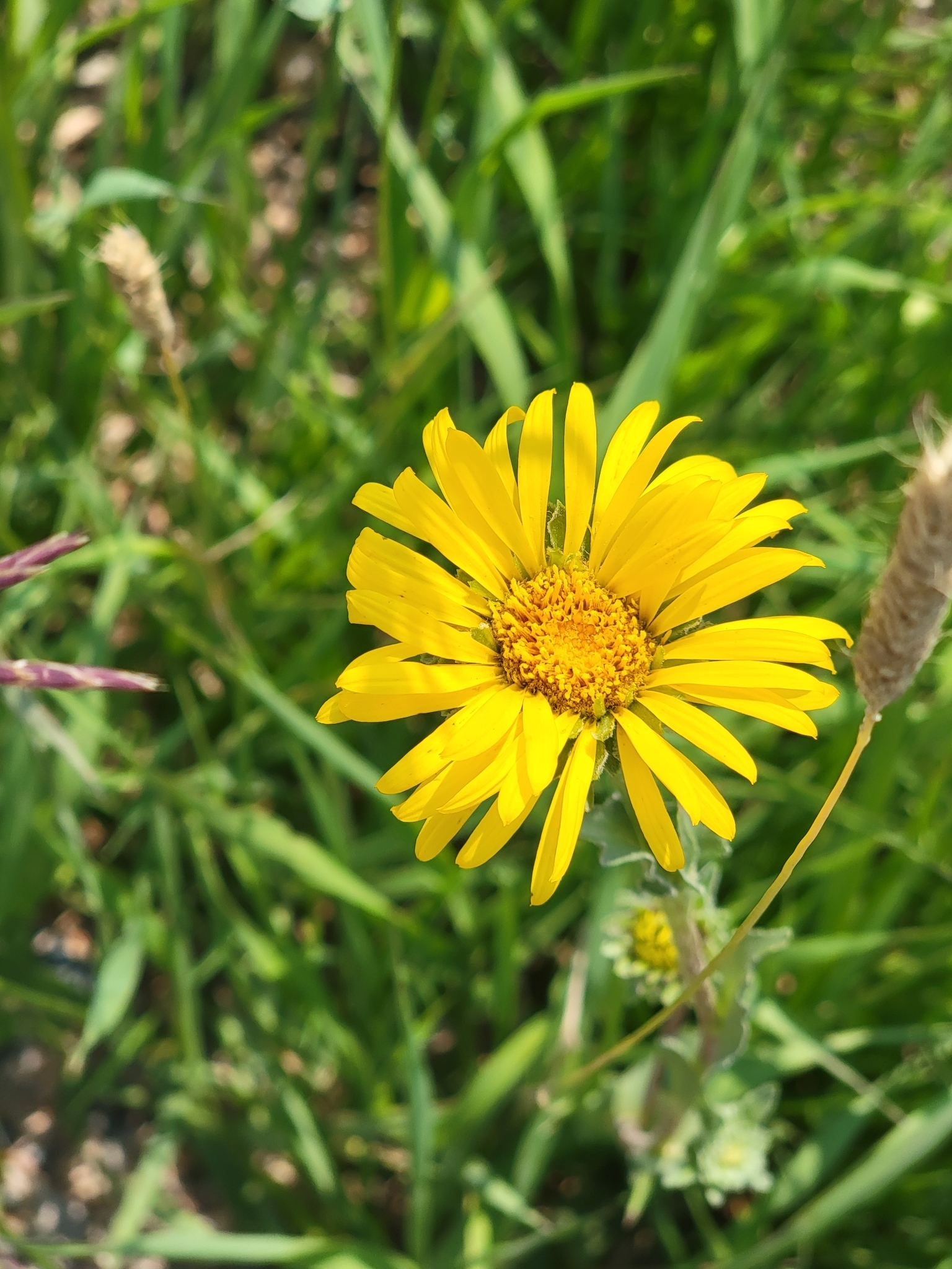 Pyrrocoma crocea var. crocea
