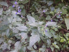 Salvia urolepis