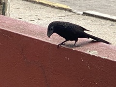 Crotophaga sulcirostris