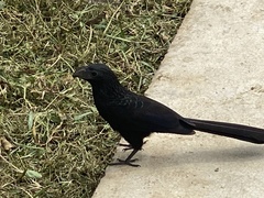 Crotophaga sulcirostris