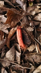 Lysurus periphragmoides