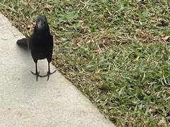 Crotophaga sulcirostris