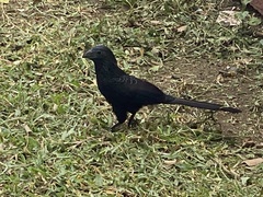 Crotophaga sulcirostris