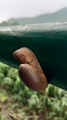 Megaustenia imperator imperator