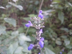 Salvia urolepis