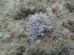 Phyllodesmium magnum