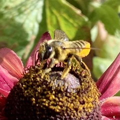 Megachile parallela