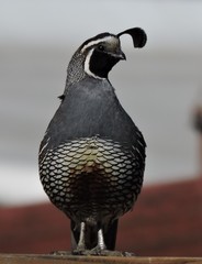 Callipepla californica