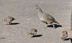 Callipepla californica