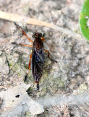 Diogmites platypterus