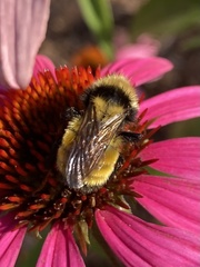 Bombus borealis