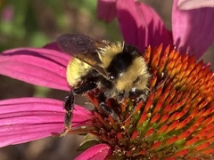 Bombus borealis