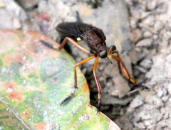 Diogmites platypterus