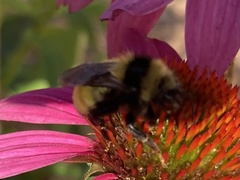 Bombus borealis