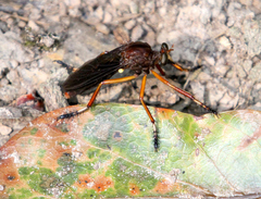 Diogmites platypterus
