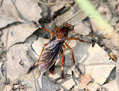 Diogmites platypterus