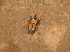 Rhynchophorus ferrugineus