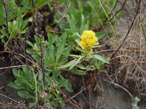 coast goldenrod