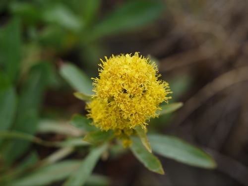 Solidago subsect. Humiles (Subsection Humiles) · iNaturalist