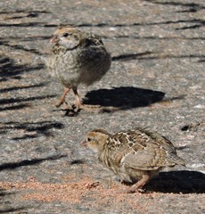 Callipepla californica