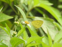 Eurema brigitta rubella
