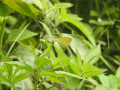 Eurema brigitta rubella