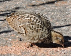 Callipepla californica
