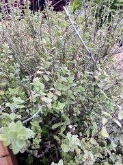 Origanum majorana