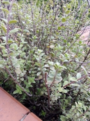 Origanum majorana